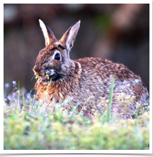 Eastern Cottontail - Munching